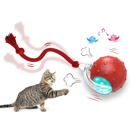 Cat toy